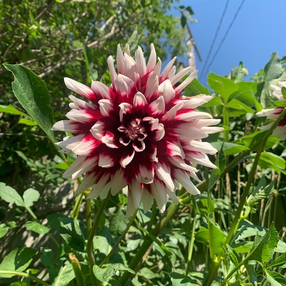 Meet your Posher, Jen - Picture 1 of 1